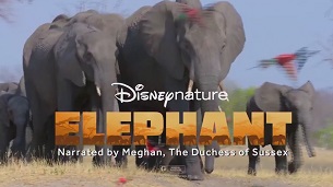 Elephant (2020)